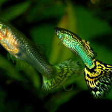 Male and female guppies (Poecilia reticulata)