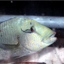 Juvenile humphead wrasse