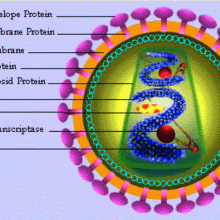 An HIV virus particle