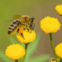 A honey bee on a flower