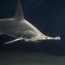 A hammerhead shark