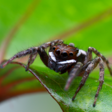 Jumping spider, Hasarius adansoni Anterior view of the jumping spider, Hasarius adansoni. A pair of principal eyes is located at the anteromedial area of the body, lying between two lateral eyes.