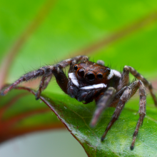 Anterior view of the jumping spider, Hasarius adansoni. A pair of principal eyes is located at the anteromedial area of the body, lying between two lateral eyes.