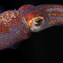 The adult Hawaiian bobtail squid (''Euprymna scolopes'') with inset scale.