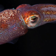 Hawaiian Bobtail Squid (jpg) The adult Hawaiian bobtail squid (''Euprymna scolopes'') with inset scale.