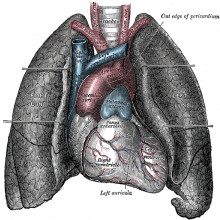 A human heart and lungs