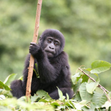 Baby gorilla