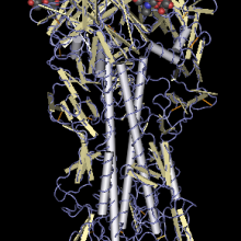 haemagglutinin hemagglutinin - haemagglutinin