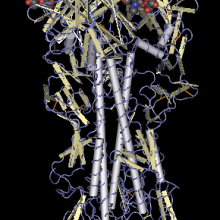 hemagglutinin - haemagglutinin