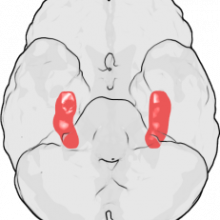 Location of the Hippocampus in the Human Brain Location of the Hippocampus in the Human Brain. The figure shows the underside (ventral view) of a semi-transparent human brain, with the front of the brain at the top. The red blobs show the approximate location of the hippocampus in the temporal...