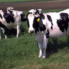 Fresian (Holstein) Cows