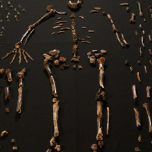 Dinaledi skeletal specimens - from eLife DOI: 10.7554/eLife.09560.003