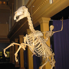 Skeleton of horse and man Skeleton of Horse and Man