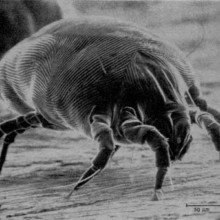 Dust mite Dermatophagoides pteronyssinus - North American House Dust Mite, a major creator of allergens