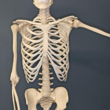 Human Skeleton on Exhibit at The Museum of Osteology, Oklahoma City, Oklahoma.