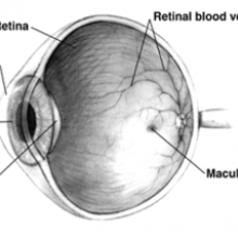 HUMAN EYE CROSS-SECTIONAL VIEW GRAYSCALE Human eye cross-sectional view grayscale