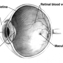 Human eye cross-sectional view grayscale