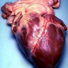 Human Heart