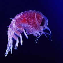 Amphipod in deep ocean