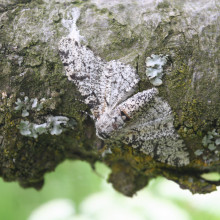 The peppered moth.