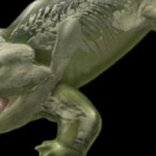 Tetrapod What new studies suggest a tetrapod looks like