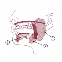 Salivary glands