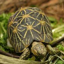 Geochelone elegans the Indian Star Tortoise