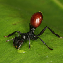 Infected ant looking like a berry