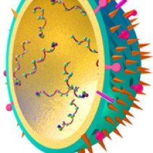 Influenza Virus model