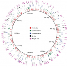 The spectrum of bugs inhabiting the human intestine.