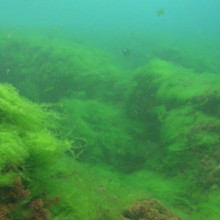 Algae growing on coral