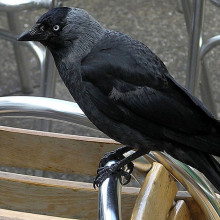Jackdaw on the North Devon coast, England. Taken by Adrian Pingstone in July 2004 and released to the public domain.