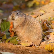 Greedy gopher