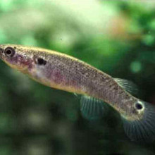 The Mangrove Killifish