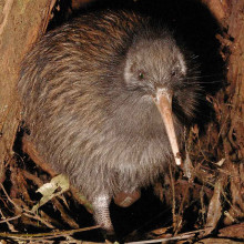 Te Tuatahi a nui, a male kiwi on Maungatautari mountain. (North Island brown kiwi, Apteryx mantelli). Image credit: Maungatautari Ecological Island Trust