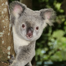 Koala in a tree