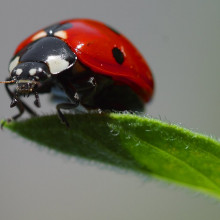 A ladybird