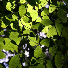Beech leaves.
