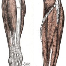 Extensors and Deep flexors of the leg, Gray's Anatomy of the Human Body, 1918