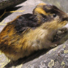 A lemming