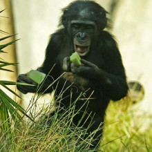 A Bonobo, Pan Paniscus