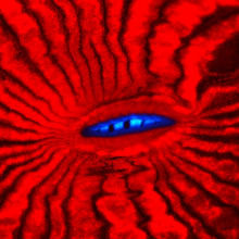 Fluorescence of mouth region of the reef coral Lobophyllia hemprichii.
