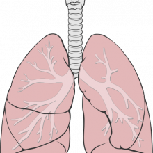 Human lung anatomy