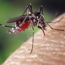 A mosquito biting a finger