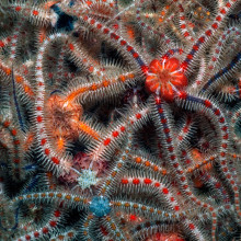 Common brittlestars (Ophiothrix fragilis) PAUL KAY / Natural England