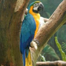 Blue and Yellow Macaw on branch