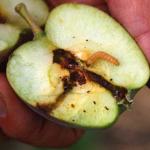 CODLING MOTH LARVAE Codling Moth Larvae