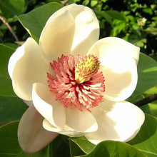 Magnolia Watsoni, one of the many Magnolia plants
