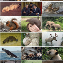 Mammalian diversity