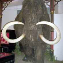 wooly mammoth